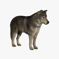 wolf 3d models